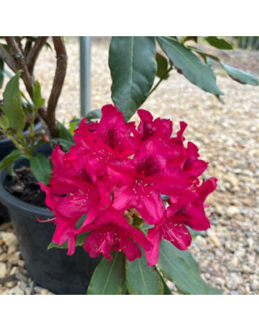 Rhododendron, Rhododendron catawbiense 'Nova Zembla' (Red/Pink) 3G NATIVE