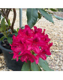 Rhododendron, Rhododendron catawbiense 'Nova Zembla' (Red/Pink) 3G NATIVE