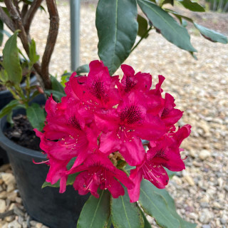 Rhododendron, Rhododendron catawbiense 'Nova Zembla' (Red/Pink) 3G NATIVE