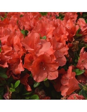 Azalea, Rhododendron x ‘Roblen’ Encore® Autumn Sunset® (Red-Orange) 1G