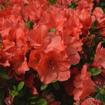 Azalea, Rhododendron x ‘Roblen’ Encore® Autumn Sunset® (Red-Orange) 1G