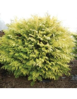 False Cypress, Chamaecyparis obtusa 'Conschlecht' Night Light® Hinoki 3G