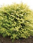 False Cypress, Chamaecyparis obtusa 'Conschlecht' Night Light® Hinoki 3G