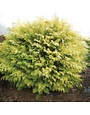 False Cypress, Chamaecyparis obtusa 'Conschlecht' Night Light® Hinoki 3G