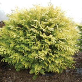 False Cypress, Chamaecyparis obtusa 'Conschlecht' Night Light® Hinoki 3G
