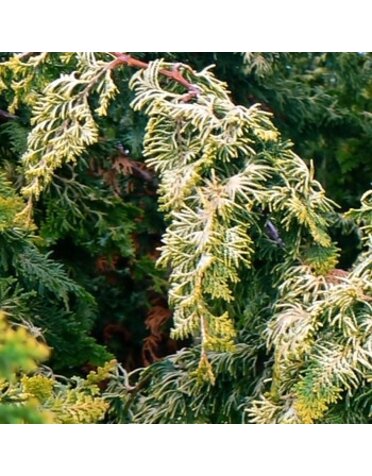 False Cypress, Chamaecyparis obtusa 'Filicoides' Fernspray 3G