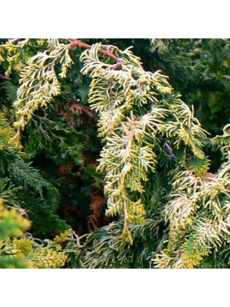 False Cypress, Chamaecyparis obtusa 'Filicoides' Fernspray 3G