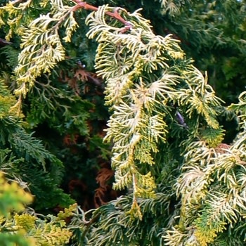 False Cypress, Chamaecyparis obtusa 'Filicoides' Fernspray 3G