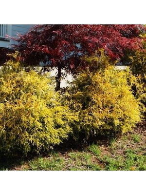 Golden Mop False Cypress