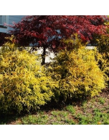 Golden Mop False Cypress