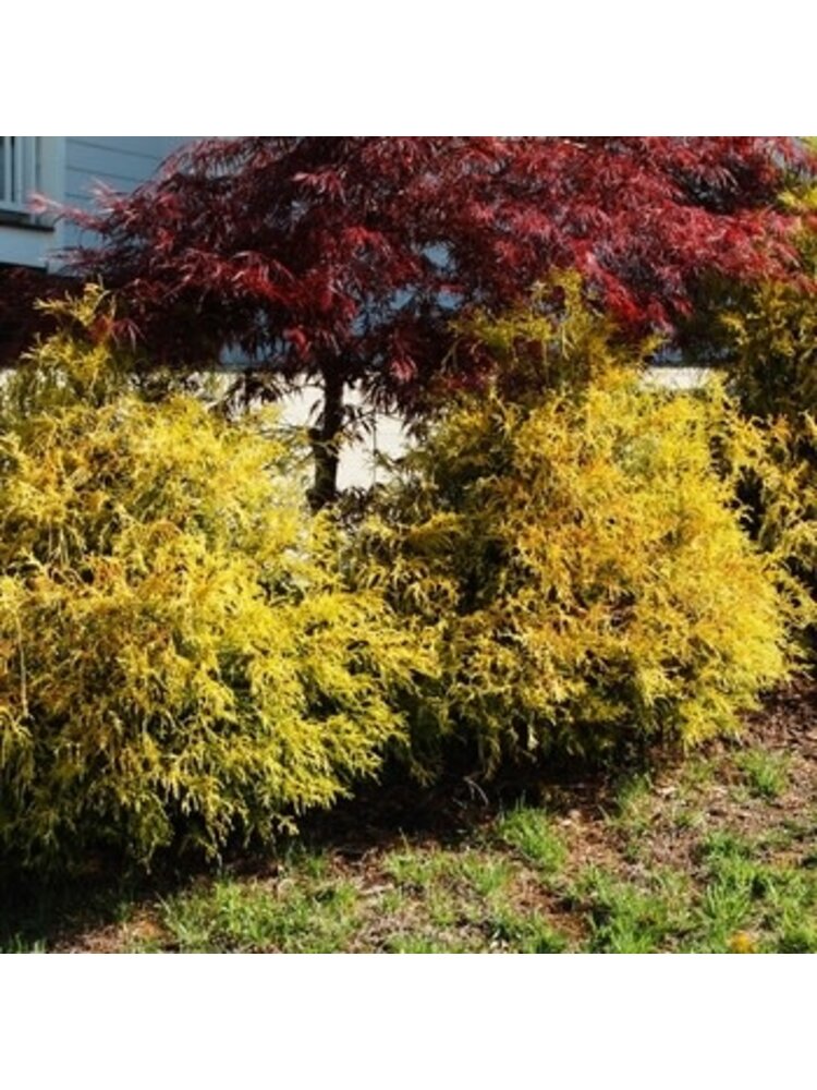 Golden Mop False Cypress