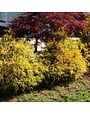 Golden Mop False Cypress