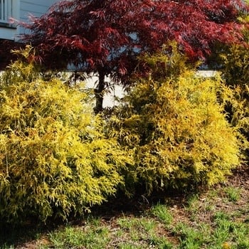 Golden Mop False Cypress