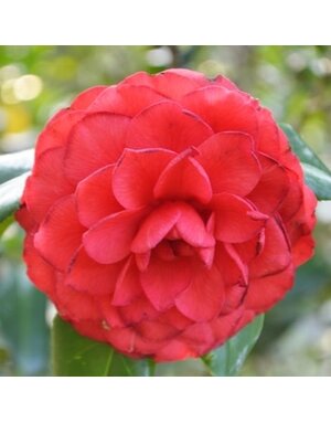 Camellia, Camellia japonica 'C.M. Hovey' 5G