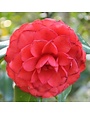 Camellia, Camellia japonica 'C.M. Hovey' 5G
