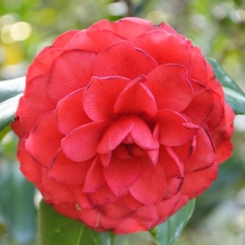 Camellia, Camellia japonica 'C.M. Hovey' 5G