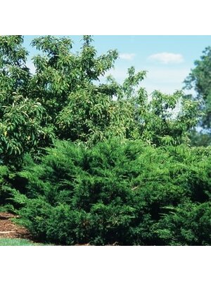 Juniper, Juniperus chinensis 'Sea Green' 3G