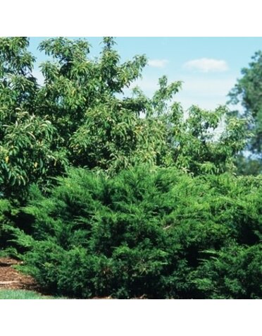 Juniper, Juniperus chinensis 'Sea Green' 3G