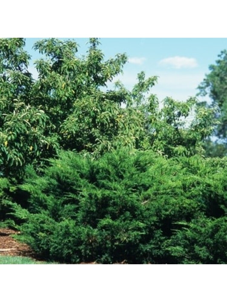 Juniper, Juniperus chinensis 'Sea Green' 3G