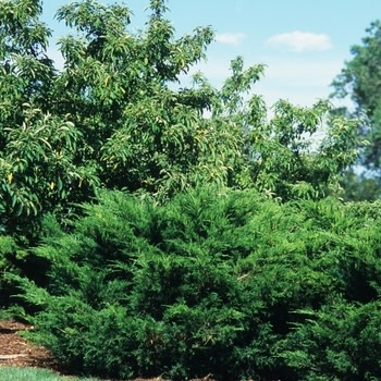 Juniper, Juniperus chinensis 'Sea Green' 3G