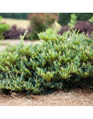 Cinnamon Girl Distylium