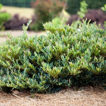 Cinnamon Girl Distylium