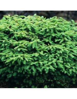Spruce, Picea abies 'Nidiformis' Bird's Nest 5G