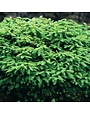 Spruce, Picea abies 'Nidiformis' Bird's Nest 5G