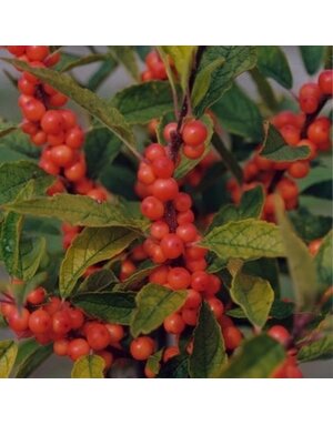 Holly, Ilex verticillata 'Winter Gold' (Winterberry) 3G