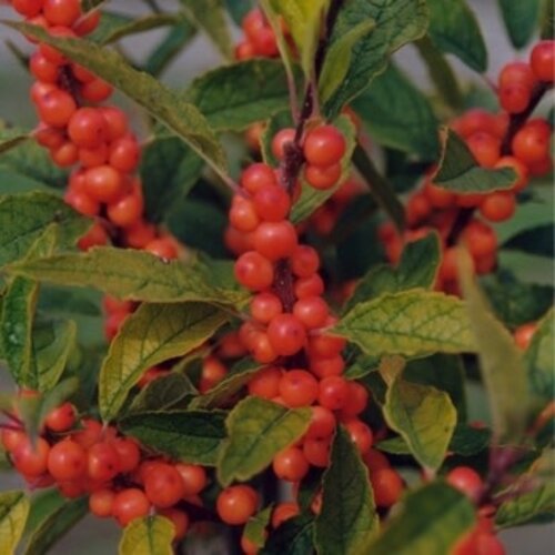 Holly, Ilex verticillata 'Winter Gold' (Winterberry) 3G