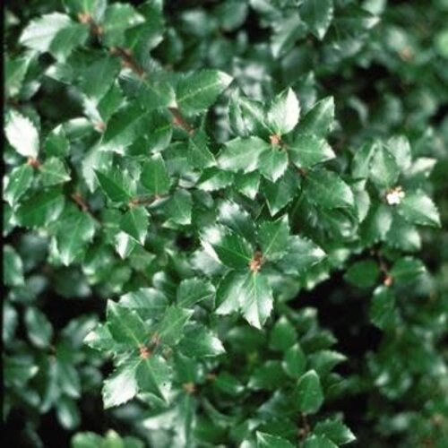 Holly, Ilex verticillata 'Jim Dandy' (Pollinator) (Winterberry) 3g