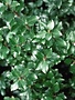 Holly, Ilex verticillata 'Jim Dandy' (Pollinator) (Winterberry) 3g
