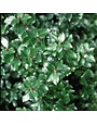 Holly, Ilex verticillata 'Jim Dandy' (Pollinator) (Winterberry) 3g
