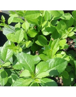 Holly, Ilex verticillata 'FARROWMRP' Mr. Poppins® (Winterberry) (Pollinator) 3G