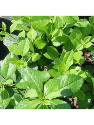 Holly, Ilex verticillata 'FARROWMRP' Mr. Poppins® (Winterberry) (Pollinator) 3G