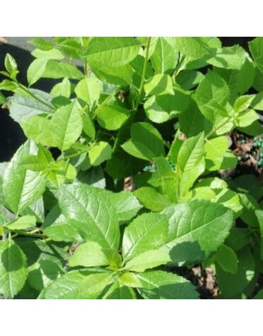 Holly, Ilex verticillata 'FARROWMRP' Mr. Poppins® (Winterberry) (Pollinator) 3G