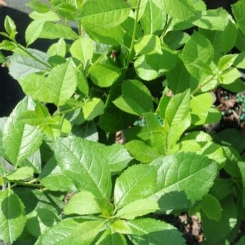 Holly, Ilex verticillata 'FARROWMRP' Mr. PoppinsÂ® (Winterberry) (Pollinator) 3G