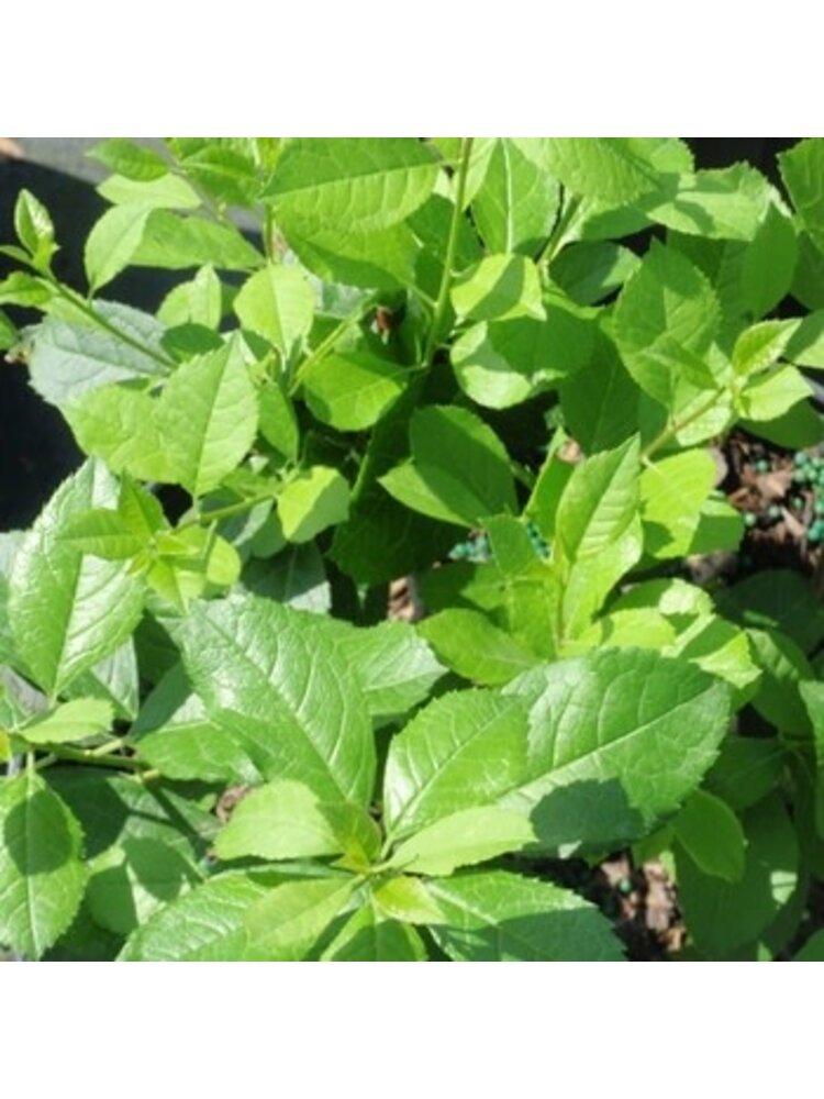 Holly, Ilex verticillata 'FARROWMRP' Mr. Poppins® (Winterberry) (Pollinator) 3G