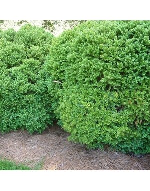 Boxwood, Buxus 'Green Velvet' 2.5G