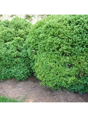 Boxwood, Buxus 'Green Velvet' 2.5G