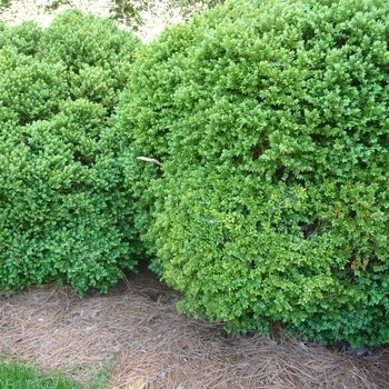 Boxwood, Buxus 'Green Velvet' 3G