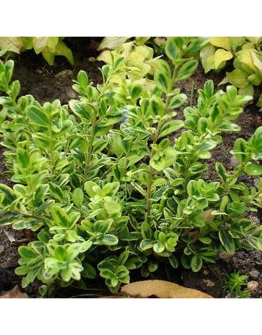 Boxwood, Buxus microphylla 'Golden Dream' 2.5G