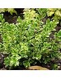 Boxwood, Buxus microphylla 'Golden Dream' 2.5G