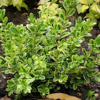 Boxwood, Buxus microphylla 'Golden Dream' 2.5G