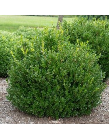 Boxwood, Buxus microphylla 'Little Missy' 3G