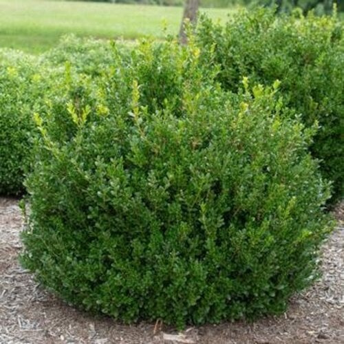 Boxwood, Buxus microphylla 'Little Missy' 3G