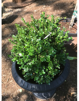 Boxwood, Buxus microphylla var. japonica 'Green Beauty' 18-21"