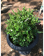 Boxwood, Buxus microphylla var. japonica 'Green Beauty' 18-21"