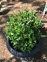 'Green Beauty' Boxwood