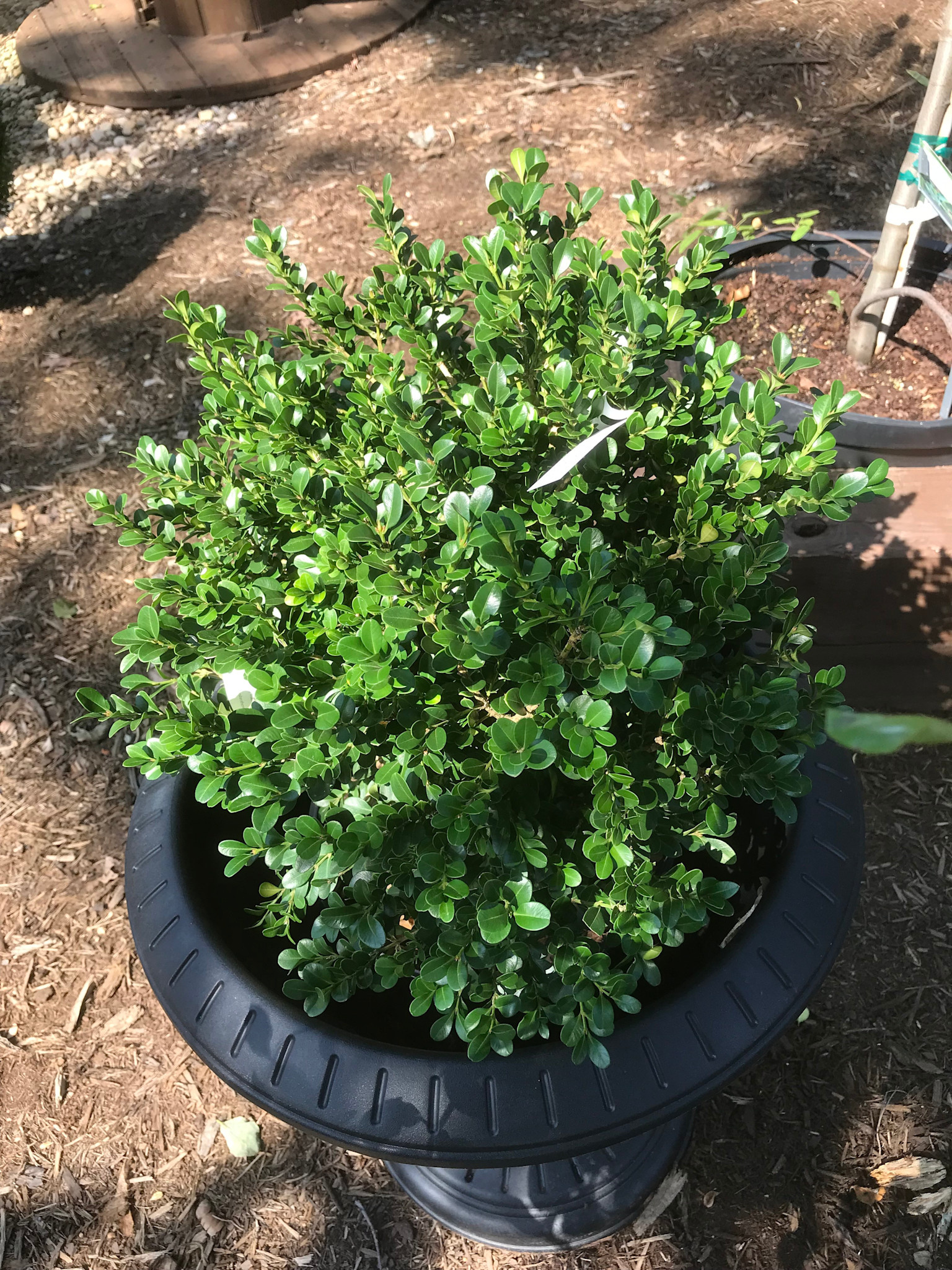 'Green Beauty' Boxwood